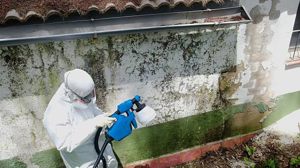 Trusted Bathroom Mold Removal service in Kirkland, IL - Cheap Mold Removal